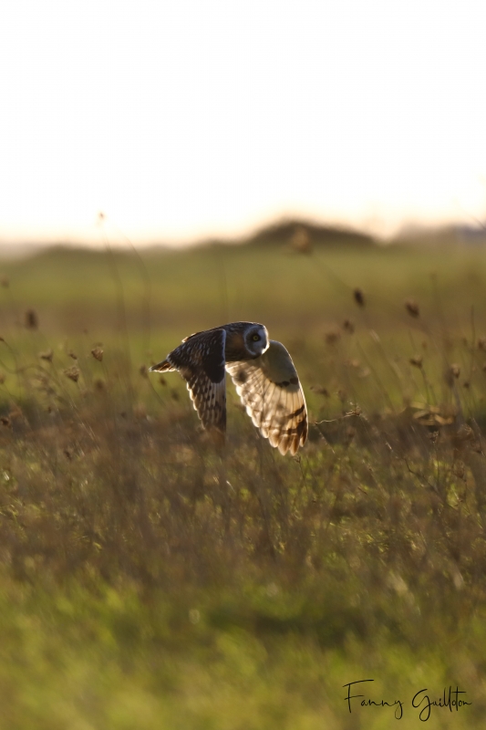 Photo Oiseaux Hibou des marais (Asio fammeus)