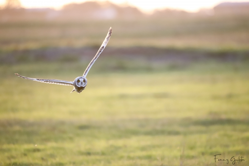 Photo Oiseaux Hibou des marais (Asio fammeus)