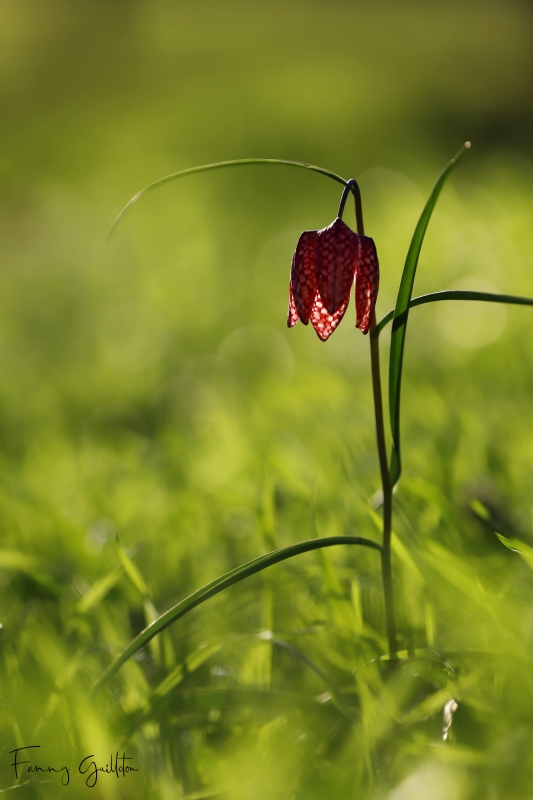 Photo Flore Fritillaire pintade (Fritillaria meleagris)