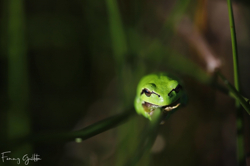 Photo Amphibiens Rainette verte (Hyla arborea)