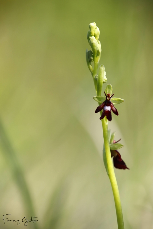 Photo Flore Ophrys mouche (Ophrys insectifera)