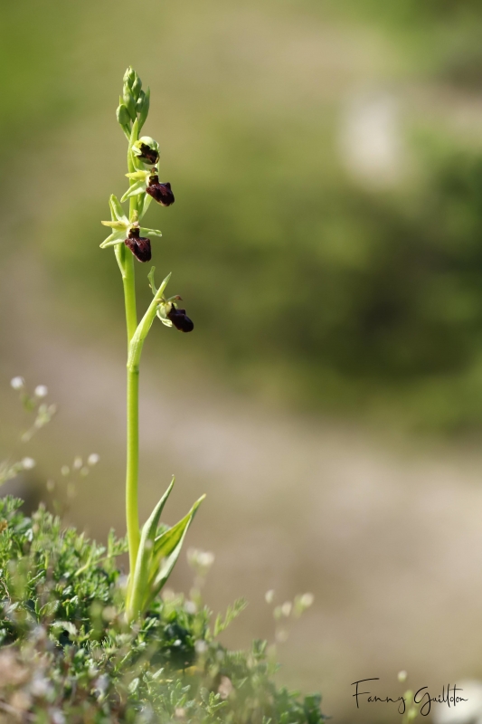 Photo Flore ophrys araignée (Ophrys aranifera)