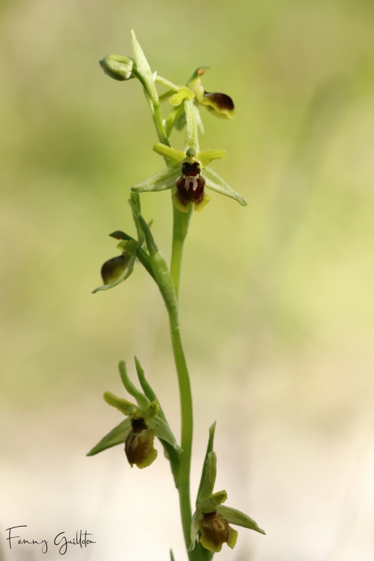 Photo Flore Ophrys petite araignée (Ophrys araneola), Ophrys litigieux (Ophrys litigiosa), Ophrys verdissant (Ophrys virescens)