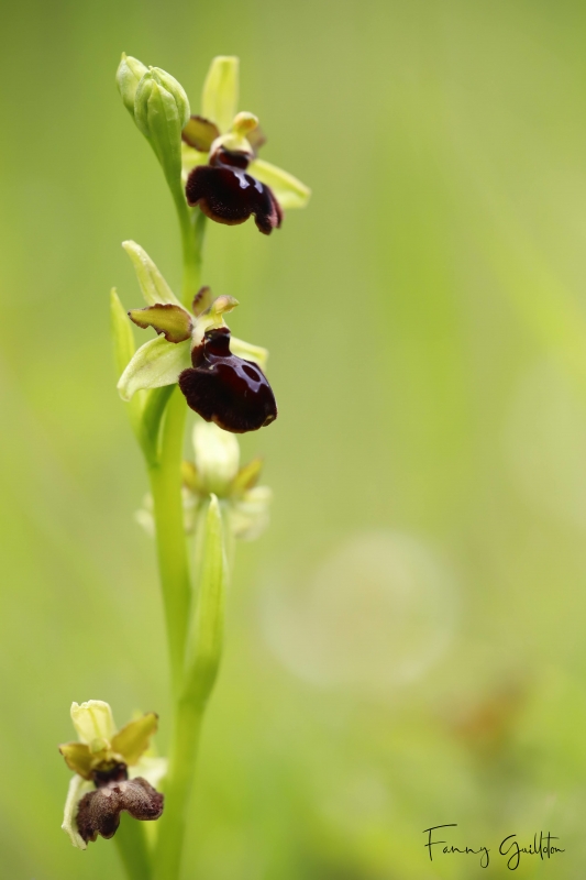 Photo Flore Ophrys de la passion (Ophrys passionis)