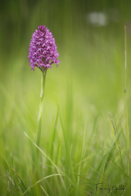 Photo Flore Orchis pyramidal (Anacamptis pyramidalis)