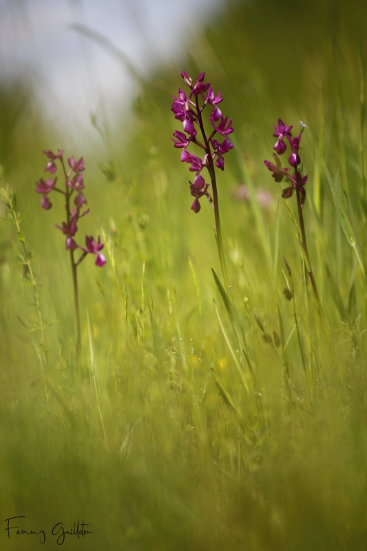 Photo Flore orchis à fleur lâche (Anacamptis laxiflora)