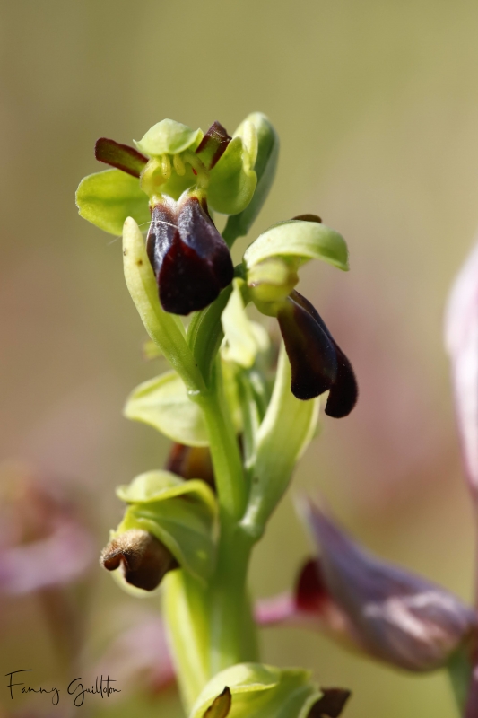 Photo Flore Ophrys funèbre (Ophrys funerea)