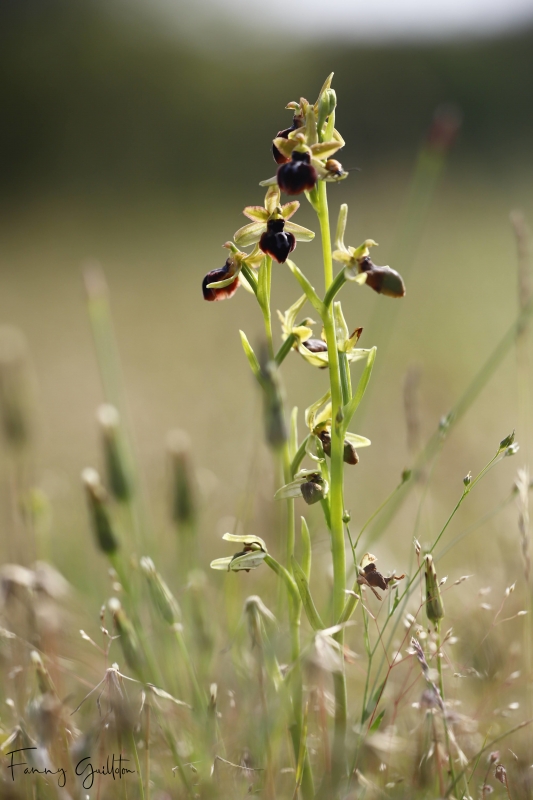 Photo Flore Ophrys de la passion (Ophrys passionis)