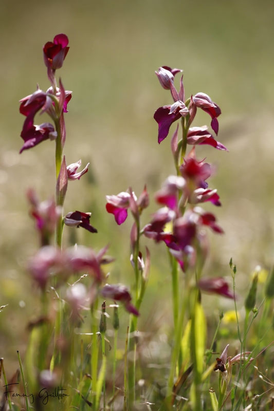 Photo Flore Hybrides Anacamptis morio x Serapias lingua