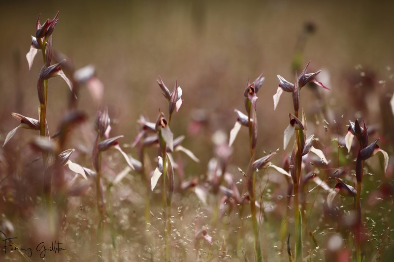 Photo Flore Sérapias langue (Serapias lingua) 