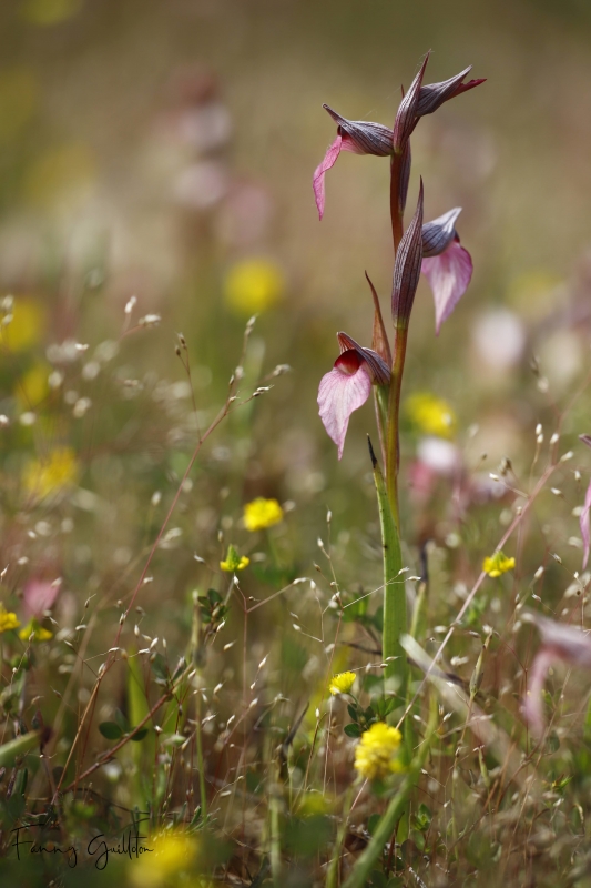 Photo Flore Sérapias langue (Serapias lingua) 