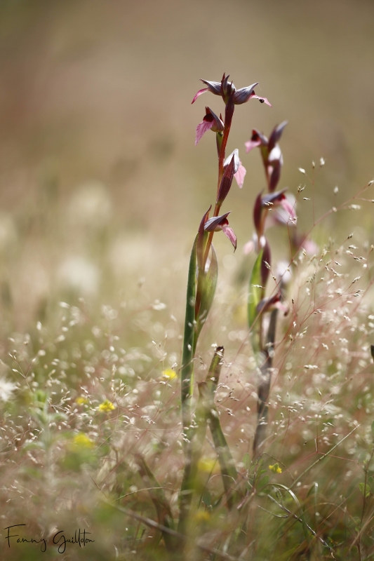 Photo Flore Sérapias langue (Serapias lingua) 