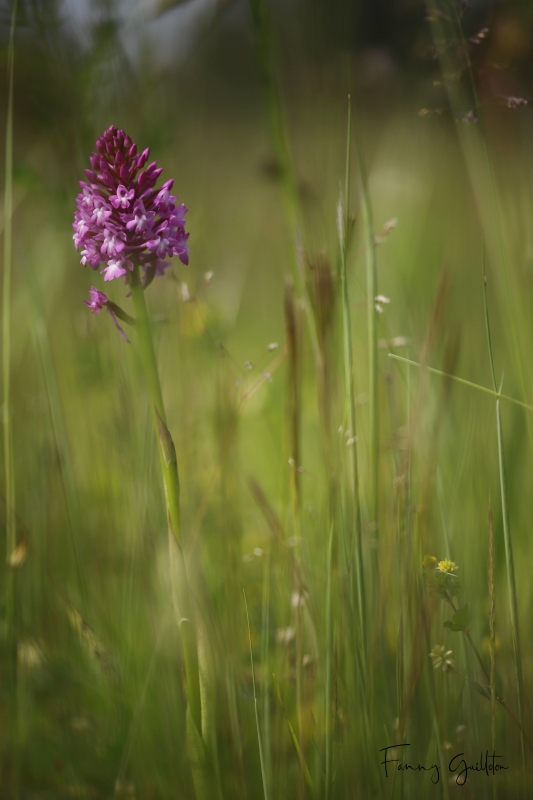 Photo Flore Orchis pyramidal (Anacamptis pyramidalis)