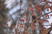 Oiseaux Merle noir (Turdus merula)