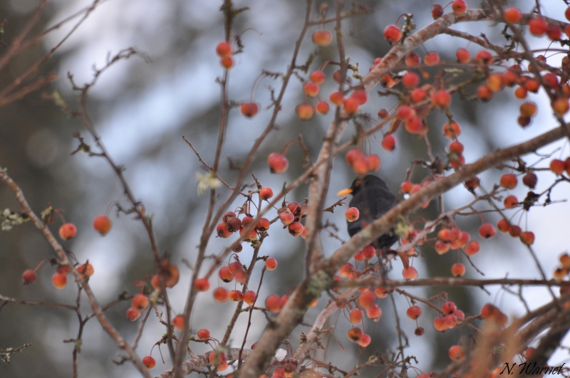 Photo Oiseaux Merle noir (Turdus merula)