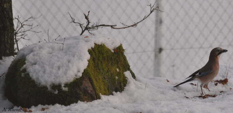 Photo Oiseaux Geai des chênes