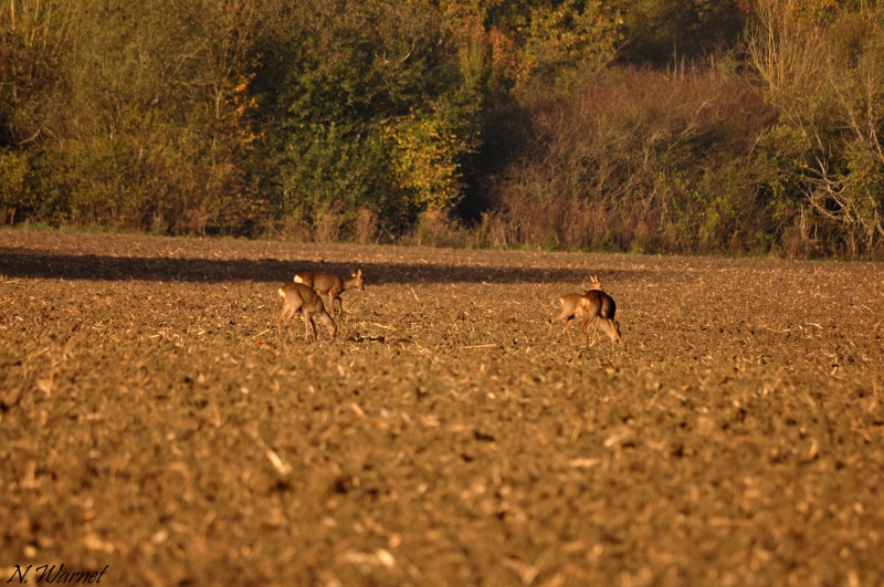 Photo Mammifères