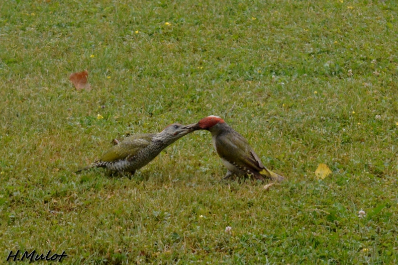 Photo Oiseaux Pic vert (Picus viridis)