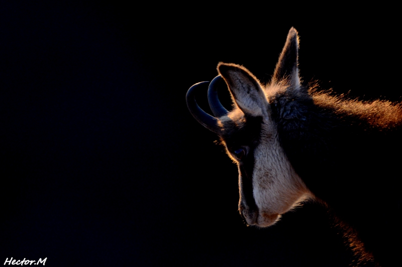 Photo Mammifères Chamois