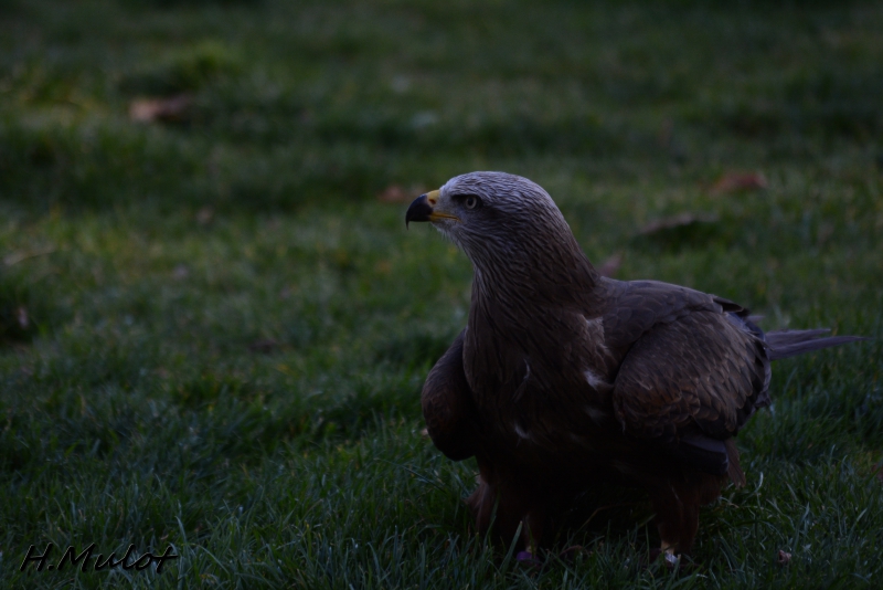 CSC_1064.jpg Milan noir (Milvus migrans)