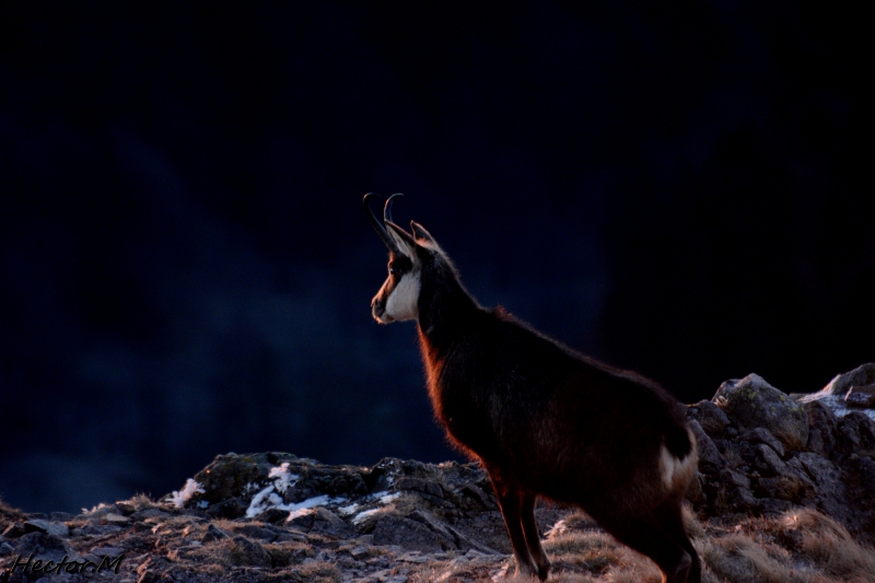 Photo Mammifères Chamois