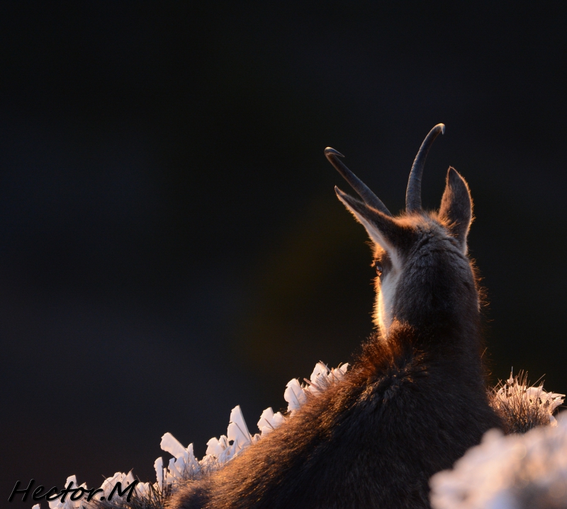 Photo Mammifères Chamois