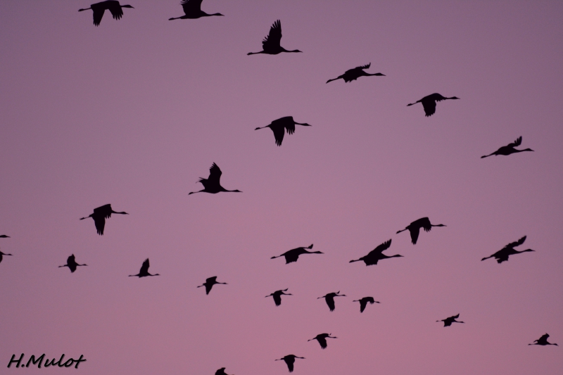 DSC_1153.jpg Grue cendrée (Megalornis grus)