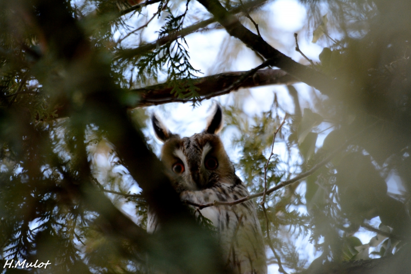 Photo Oiseaux Hibou moyen-duc (Asio otus)