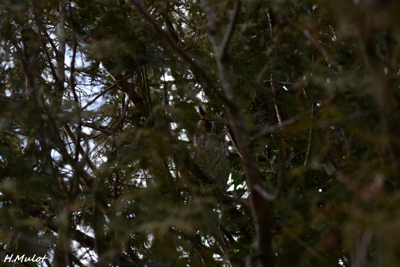 Photo Oiseaux Hibou moyen-duc (Asio otus)