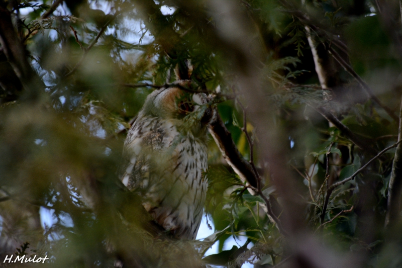 Photo Oiseaux Hibou moyen-duc (Asio otus)