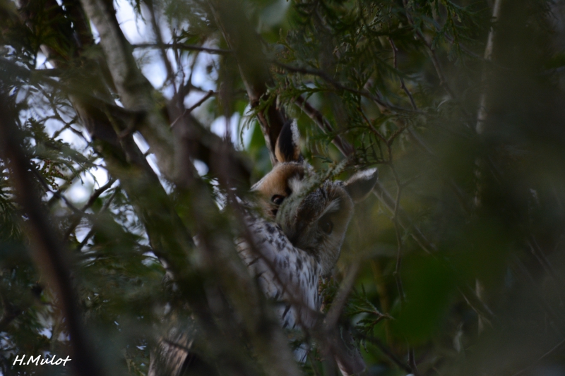 Photo Oiseaux Hibou moyen-duc (Asio otus)