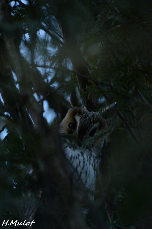 Photo Oiseaux Hibou moyen-duc (Asio otus)