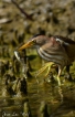 Oiseaux Blongios nain (Ixobrychus minutus)