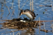 Oiseaux Grèbe huppé (Podiceps cristatus)