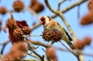 Oiseaux Chardonneret élégant (Carduelis carduelis)