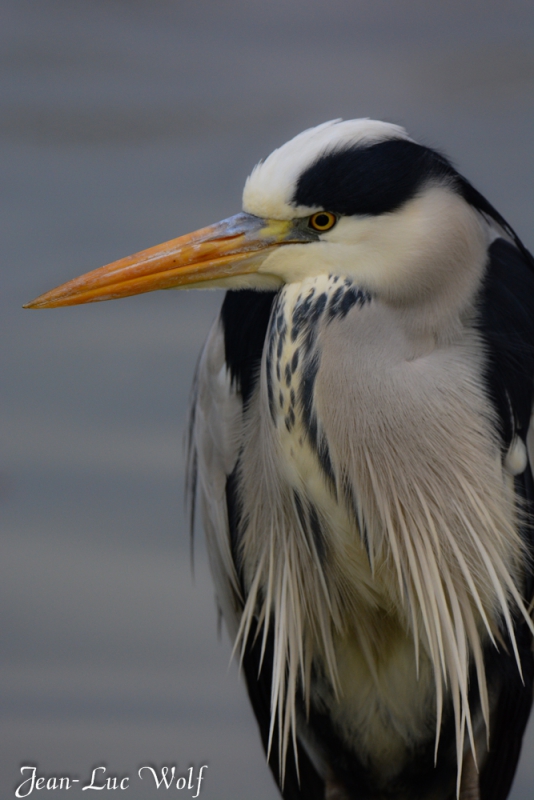 Photo Oiseaux Héron cendré