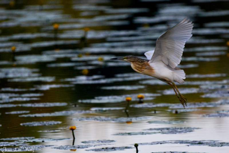 Photo Oiseaux Crabier chevelu (Ardeola ralloides)