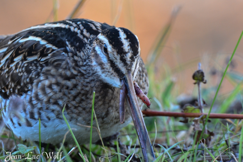 Photo Oiseaux bècassine des marais