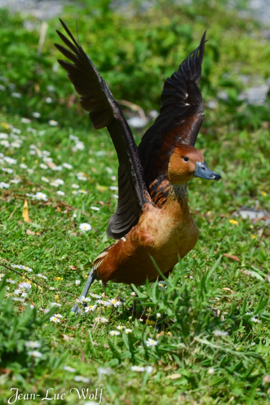 Photo Oiseaux Dendrocygne fauve