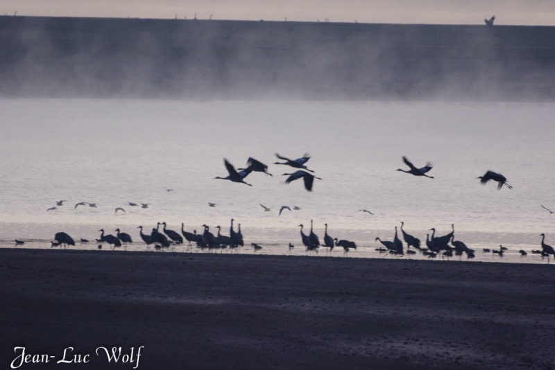 Photo Oiseaux Grue cendrée (Megalornis grus)