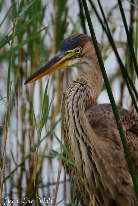 Photo Oiseaux Héron pourpré (Ardea purpurea)