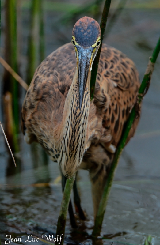 Photo Oiseaux Héron pourpré (Ardea purpurea)