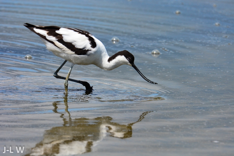 Photo Oiseaux avocette elegante