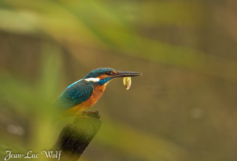 Photo Oiseaux Martin pêcheur d'Europe (Alcedo atthis)