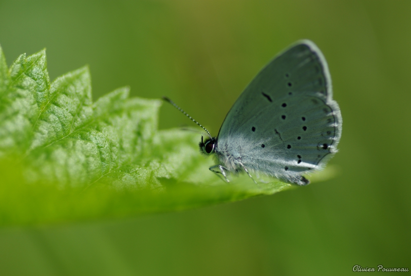 Photo Insectes