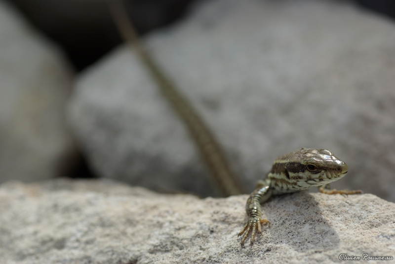 Photo Reptiles Lézard des murailles, Podarcis muralis