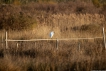  Aigrette garzette