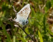  papillon azuré