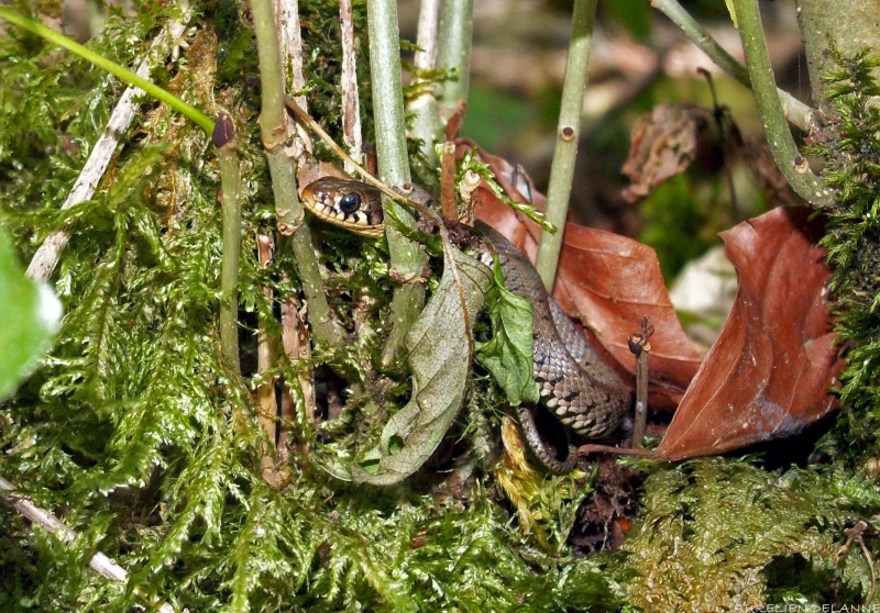 COULEUVRE.jpg Couleuvre verte et jaune (Hierophis viridiflavus)