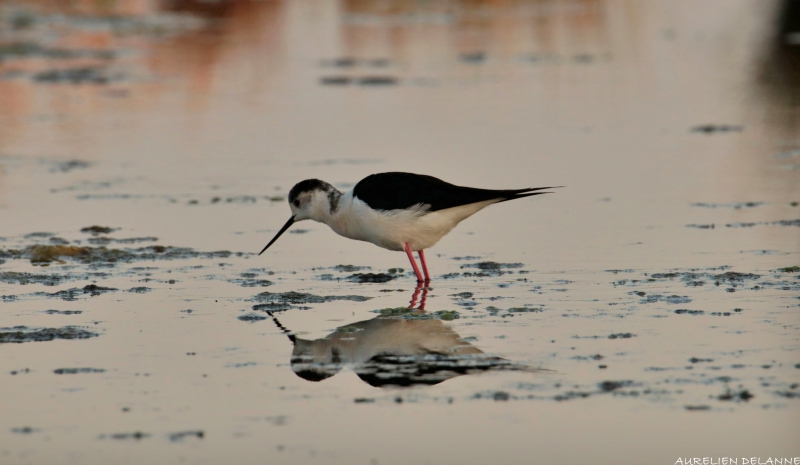 ECHASSE_2_copie.jpg Echasse Blanche (Himantopus himantopus)